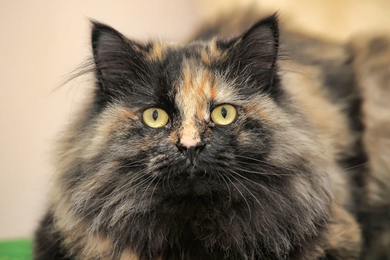Tortoiseshell Domestic Longhair