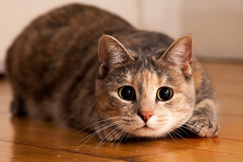 Tortoiseshell-tabby cat prepares to jump onto something she is stalking