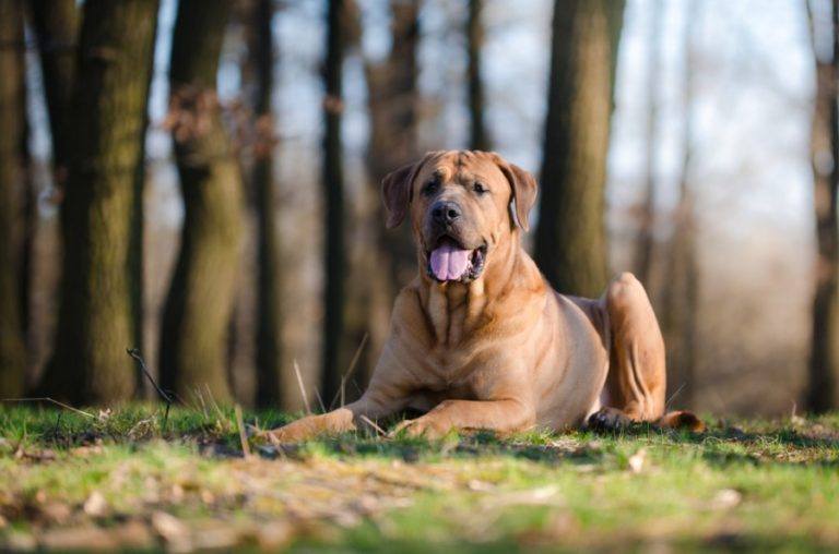 Tosa_Shutterstock_TMArt