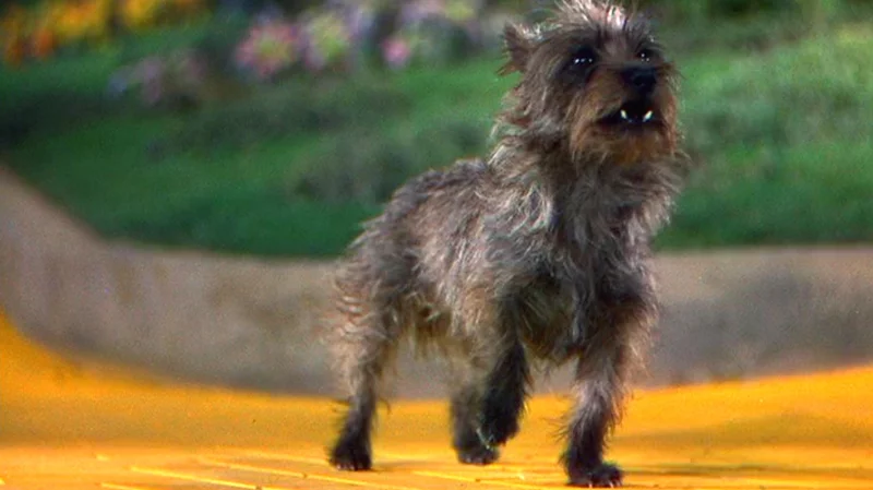 Toto (Still from The Wizard of Oz) - Metro-Goldwyn-Mayer Studios, Inc
