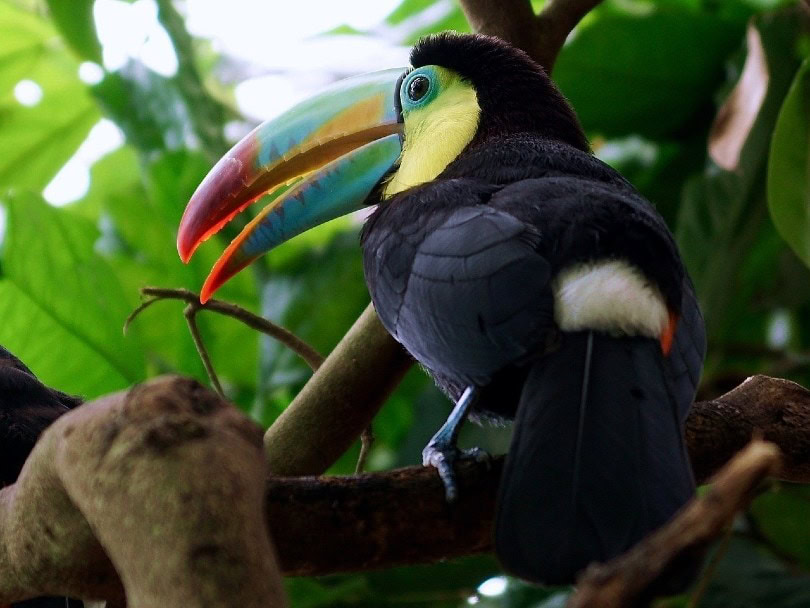 Toucan