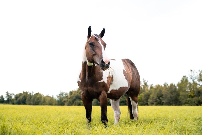 Tovero Horse