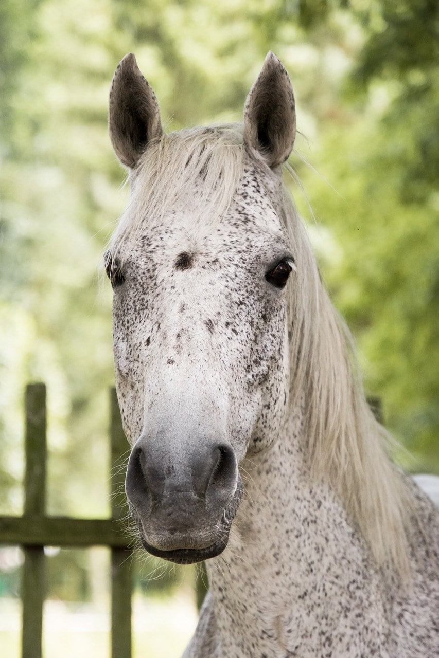 Trakehner horse