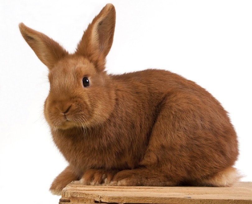 Triantha rabbit on wooden box