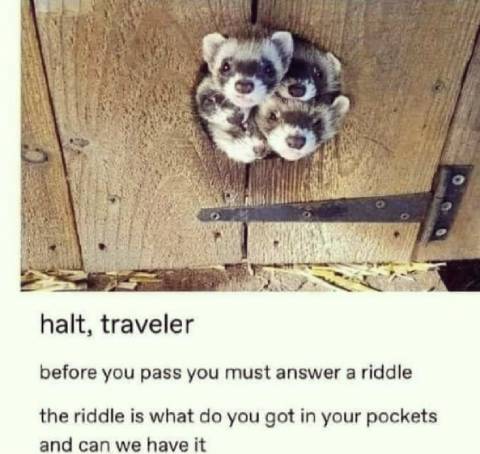 Tricksy Little Ferrets