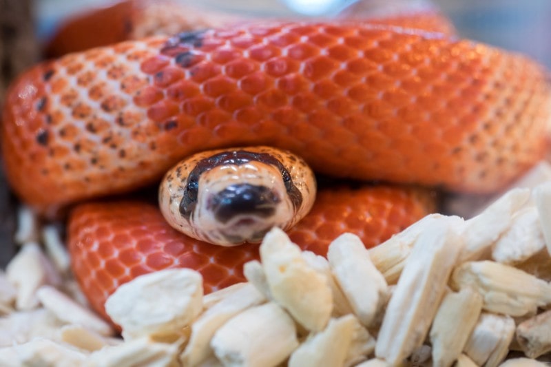 Tricolor hypomelanistic Honduran milk snake