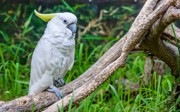 Triton Cockatoo