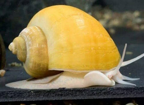 TruBlu Supply 10 Large Assorted Mystery Snails