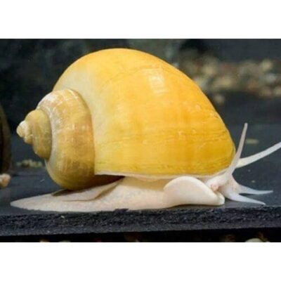 TruBlu Supply 10 Large Assorted Mystery Snails