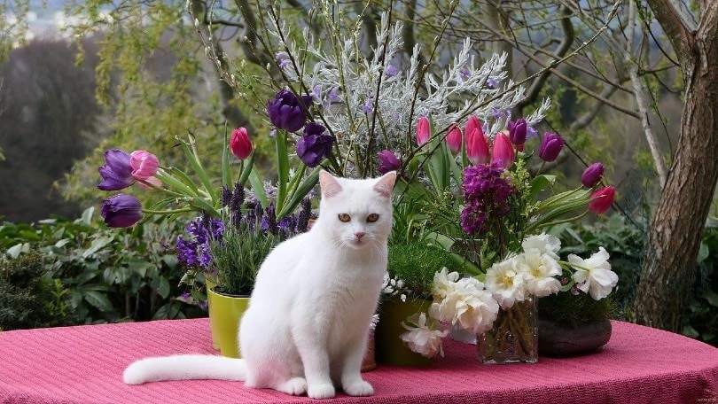 Turkish Van cat