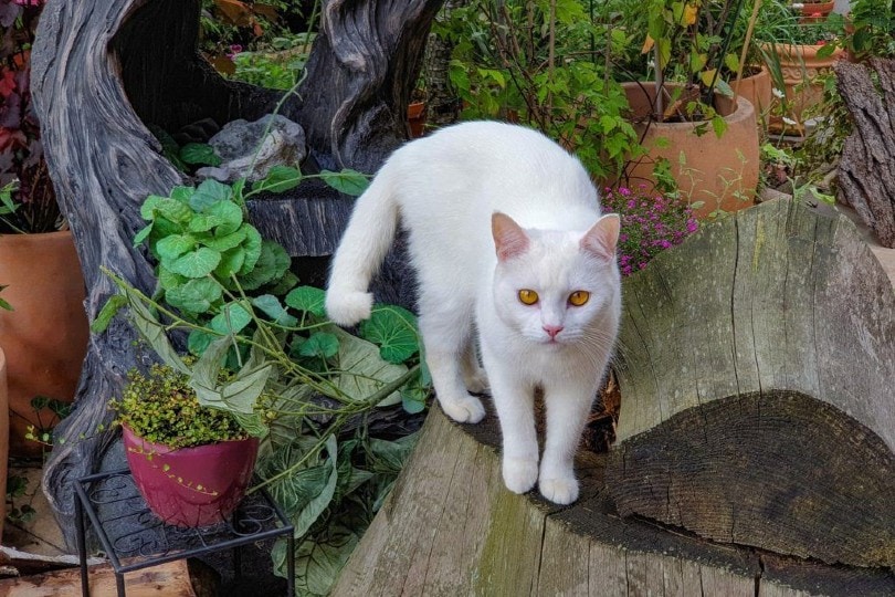 Turkish Van