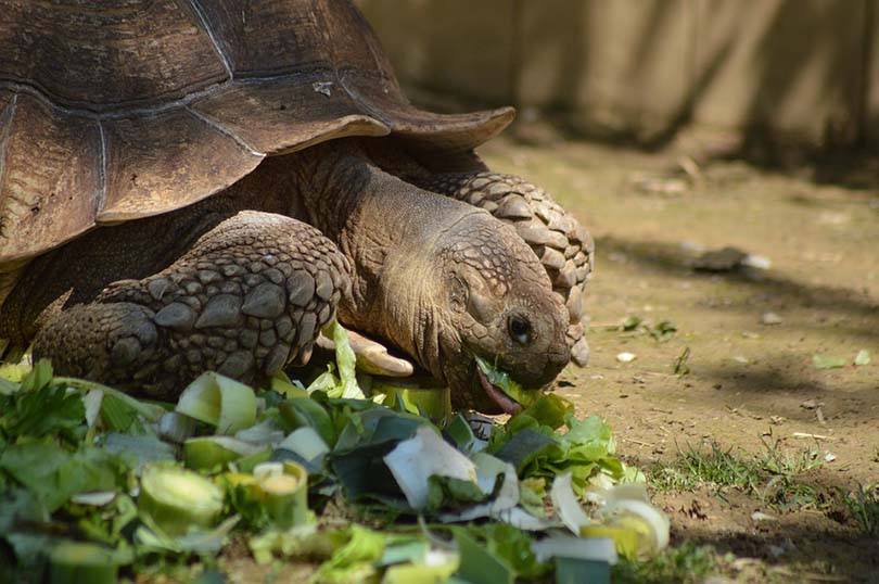 Turtle Eating Celery
