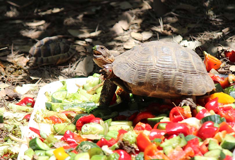 Turtle Eating Fruit