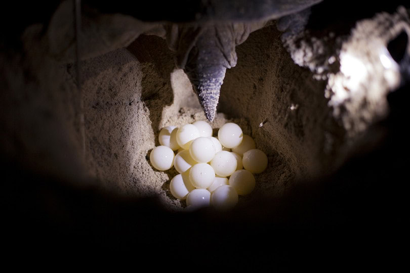 Turtle Eggs