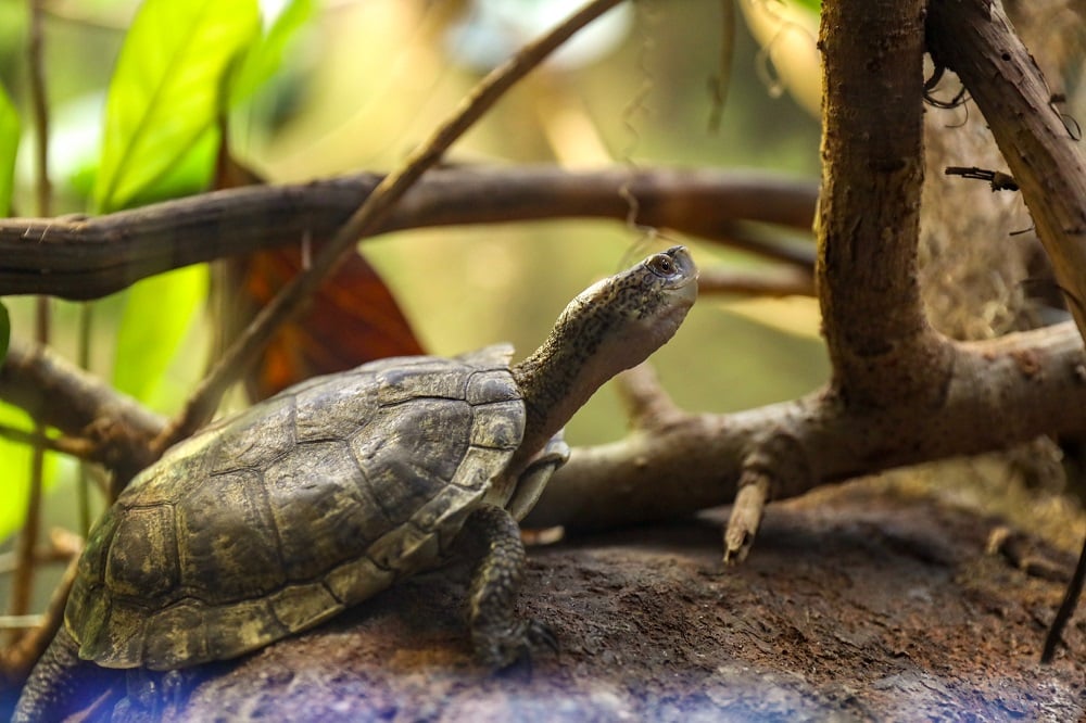 Turtle Plants