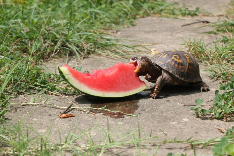 Turtle eating watermelon