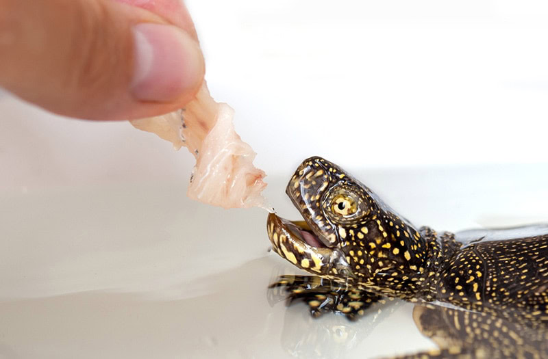 Turtle eats fish from hands