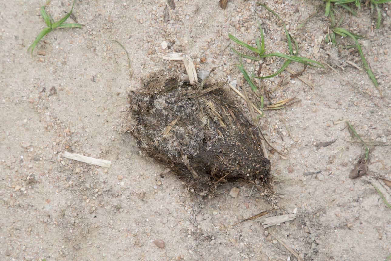 Turtle healthy poop