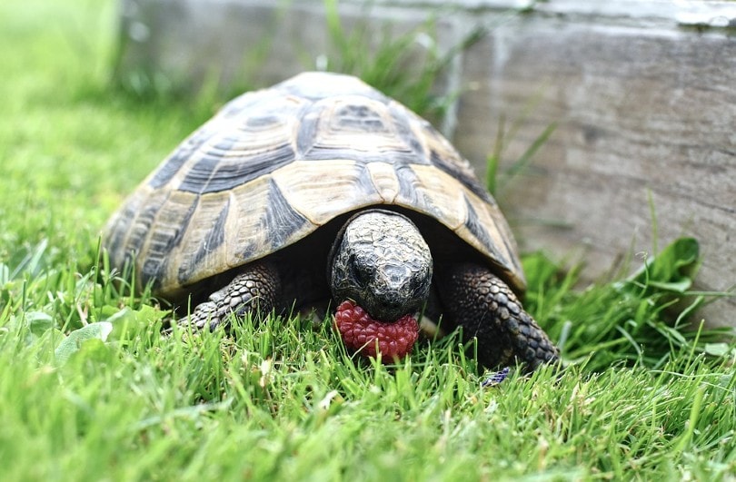 Turtles Eat in the Wild