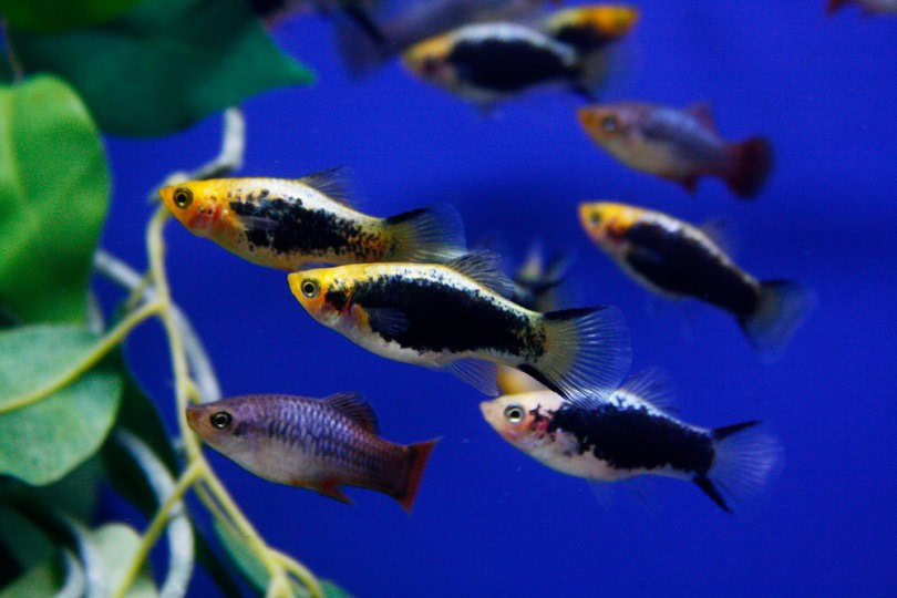 Tuxedo platy_Richelle Cloutier_shutterstock