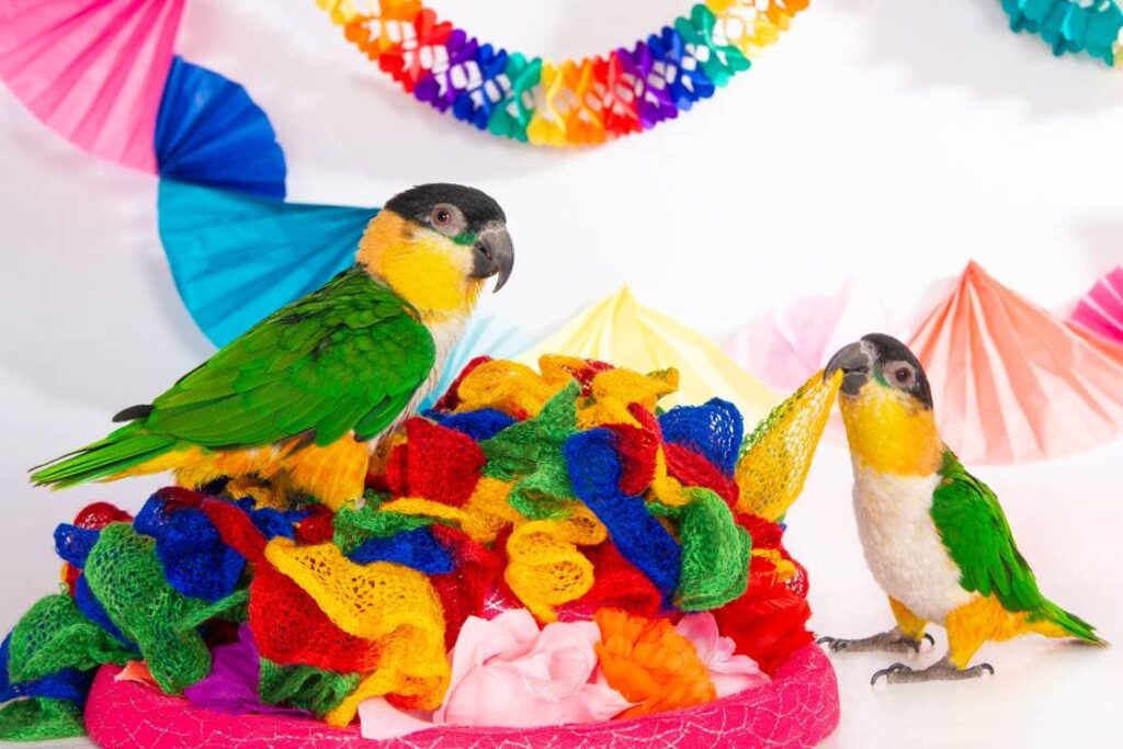 Two Caiques in birthday party setting_De Jongh Photography_shutterstock