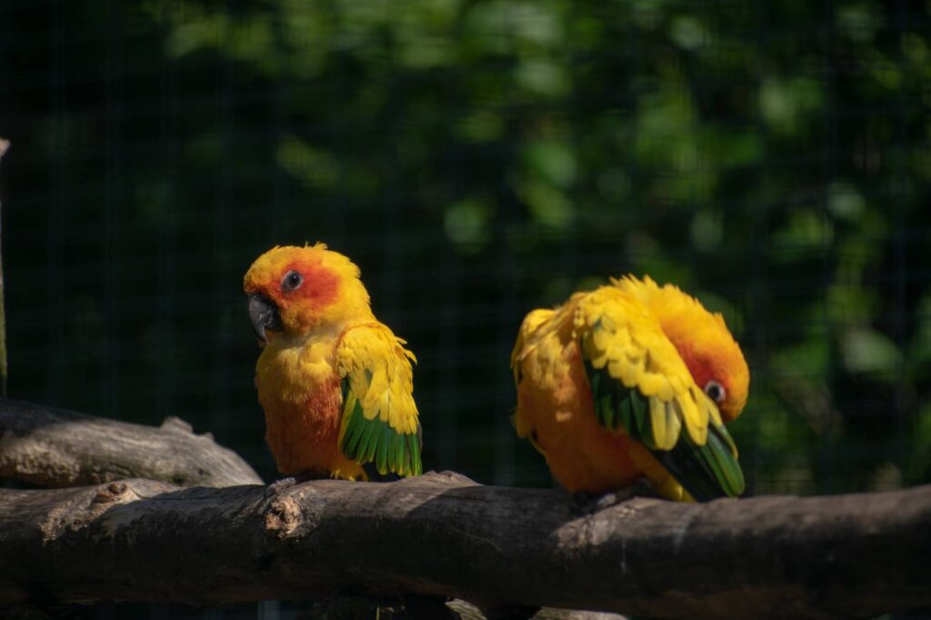 Two Caroline Parakeet_Wirestock Creators_Shutterstock