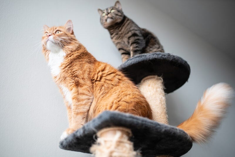 two cats on a tree looking in one direction in front of a white wall