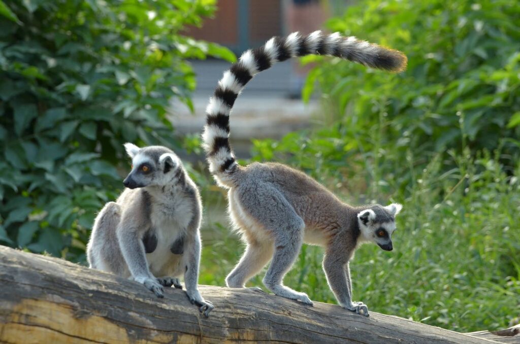 Two Lemurs on the branch of the tree_Pixabay