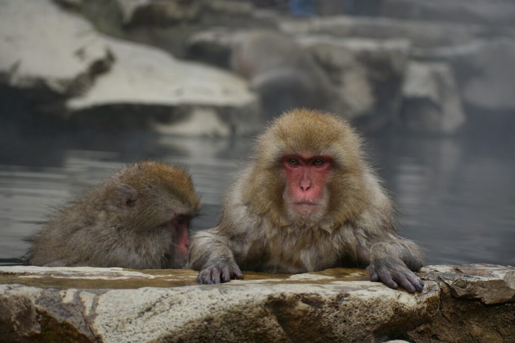Two Macaque Monkey_Pixabay
