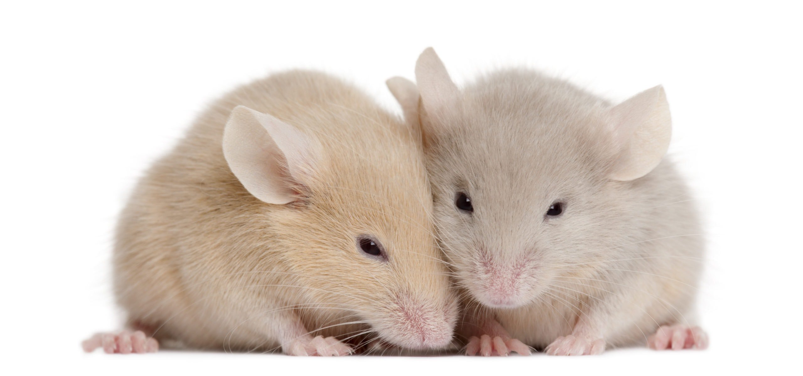 Two Mice