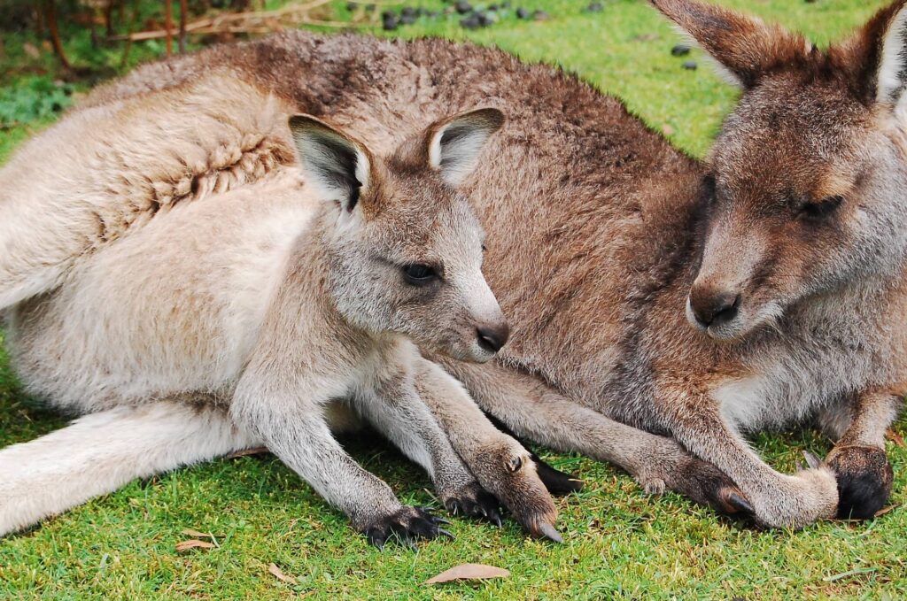 Two Wallabies_ Pixabay