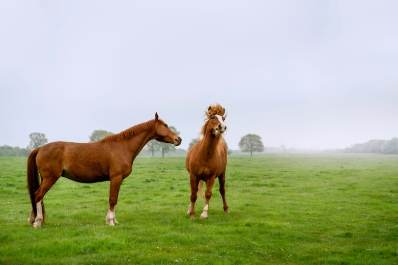 Two Yorkshire coach horses grazing on a hill