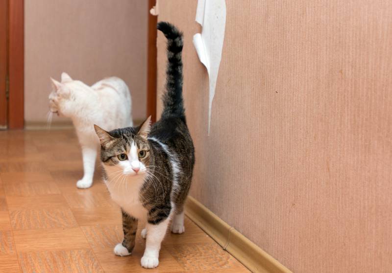 two cats near torn on the wall Wallpaper