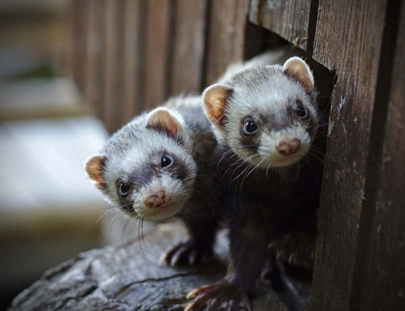 Two ferrets looking out_Harold Schmidt_shutterstock