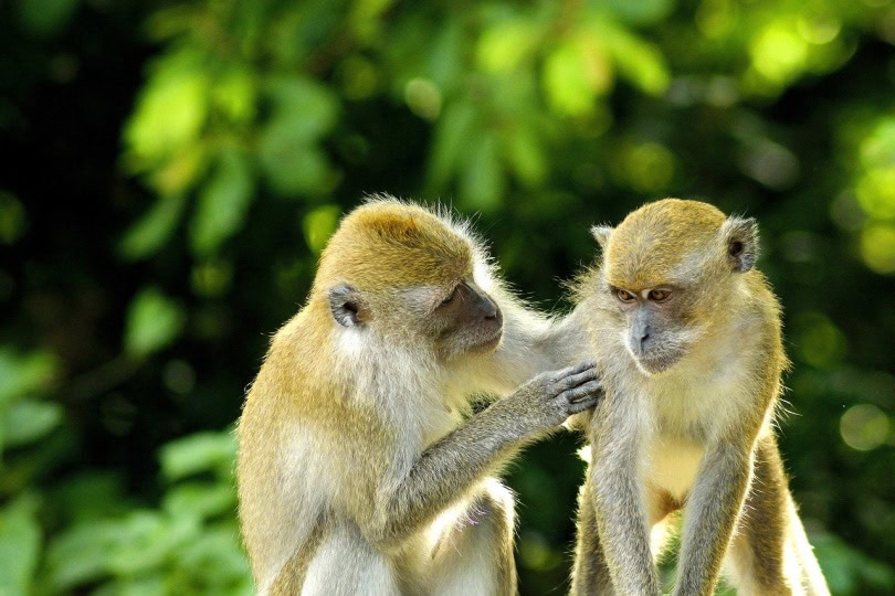 Two monkeys side-by-side