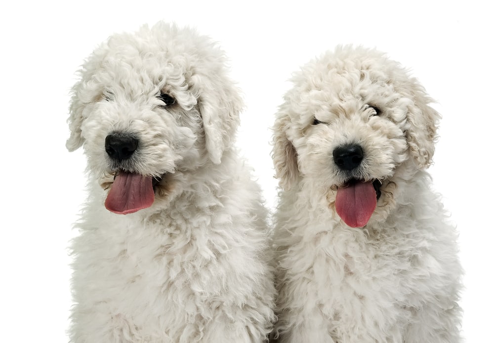 Two puppy komondors