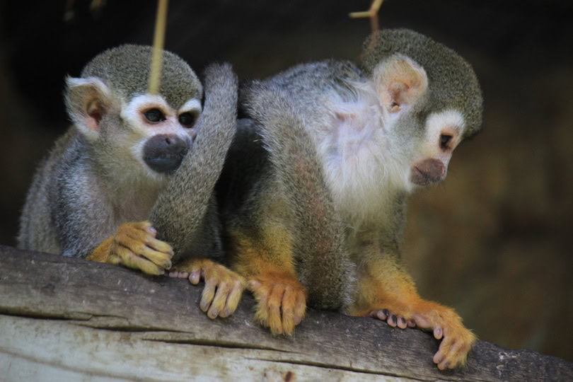 Two spider monkeys side-by-side