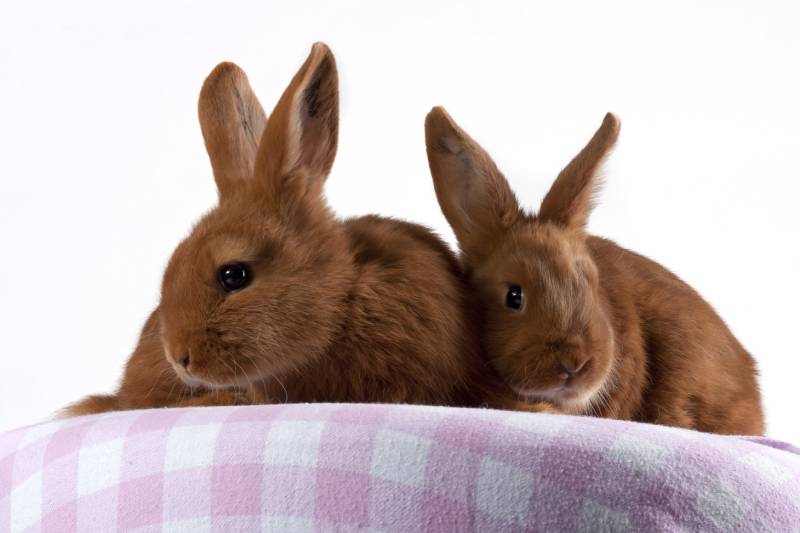 Two young Thrianta rabbits on a pillow