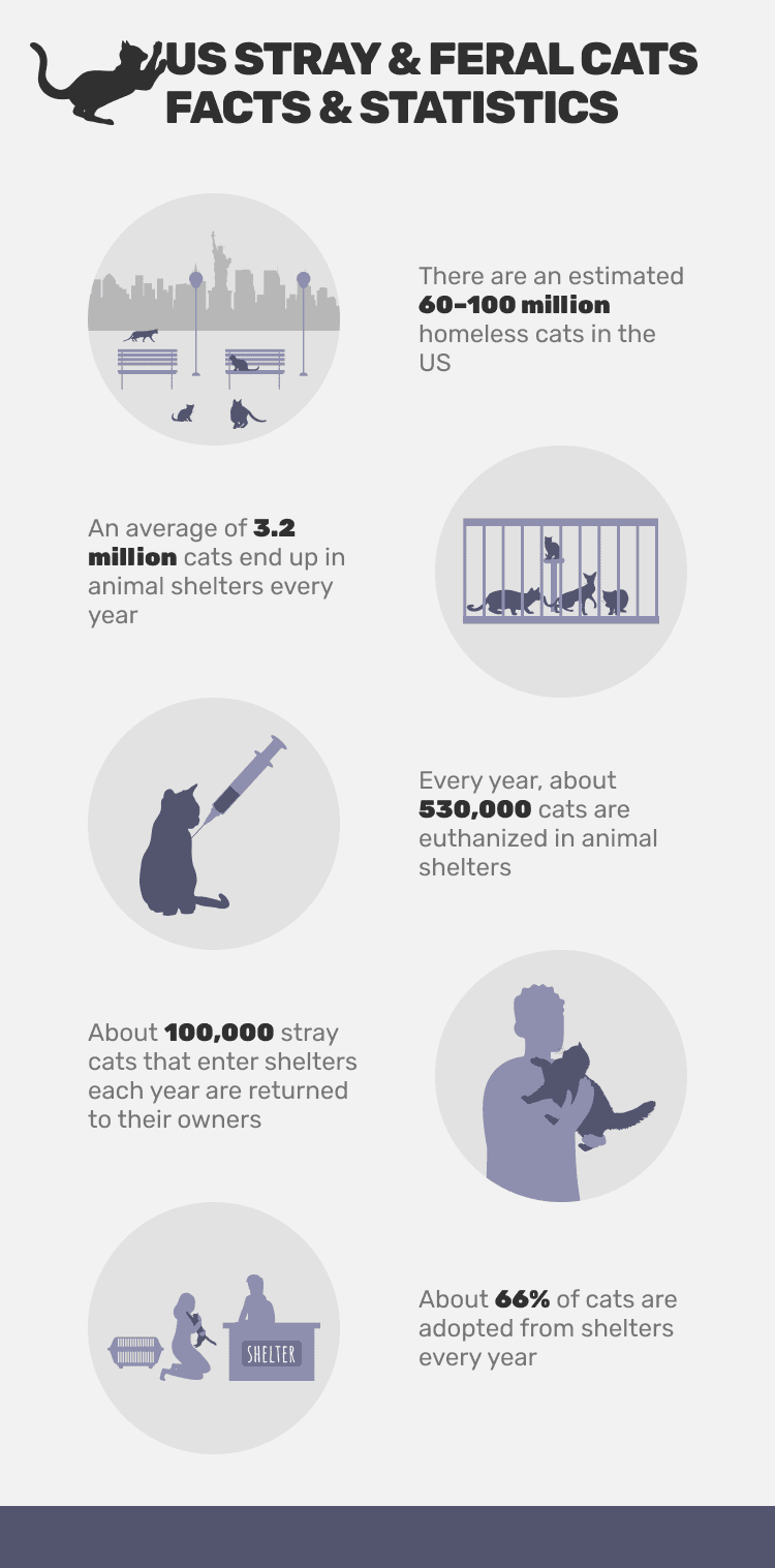 US_STRAY_&_FERAL_CATS_FACTS_&_STATISTICS