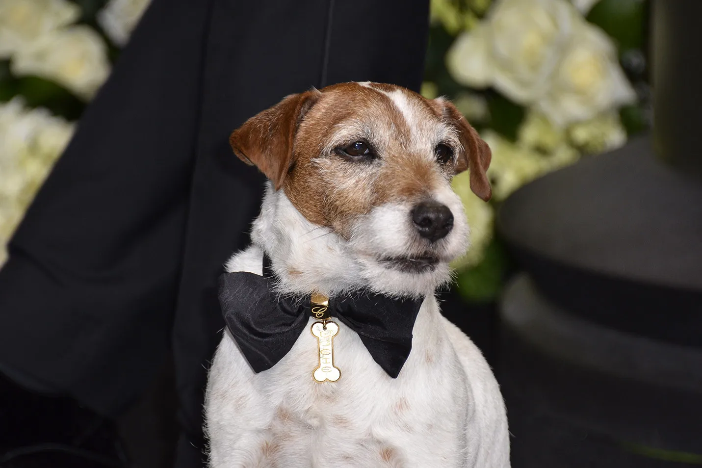 Uggie from the movie The Artist
