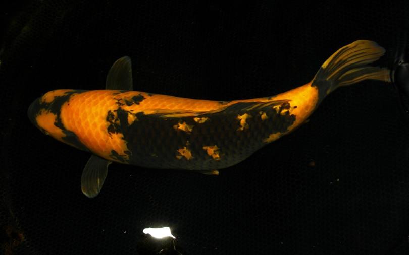 Utsuri Koi