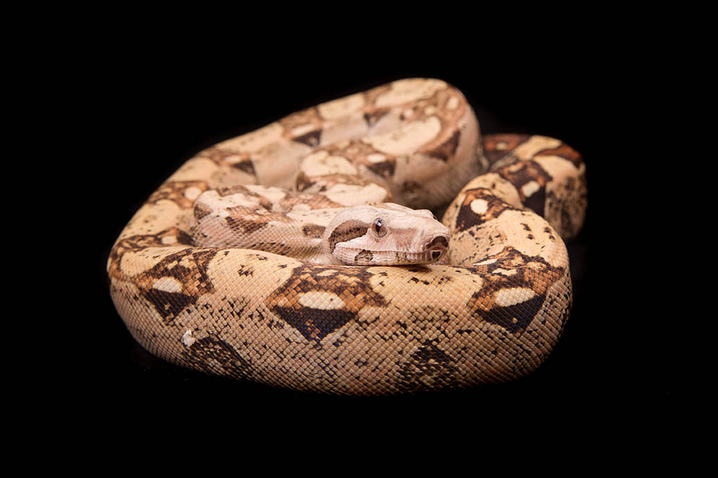 VPI Pink Panther boa