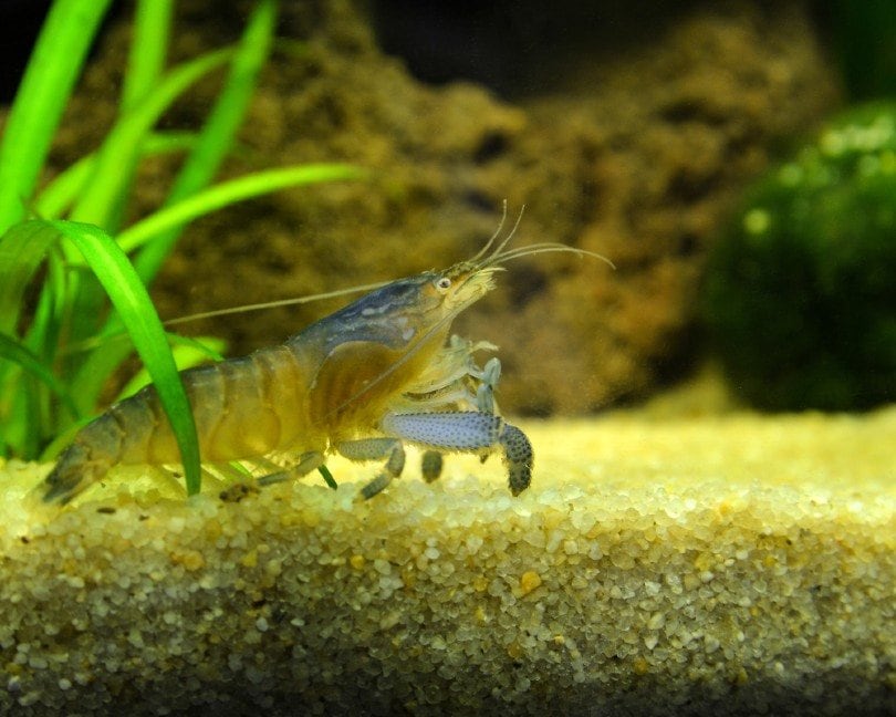 Vampire Shrimp