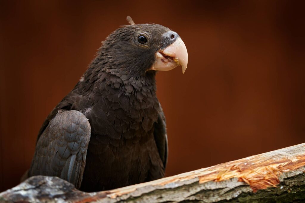Vasa Parrot side view
