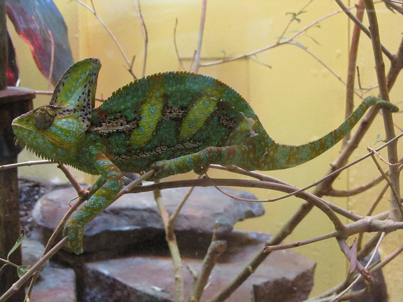 Veiled Chameleon