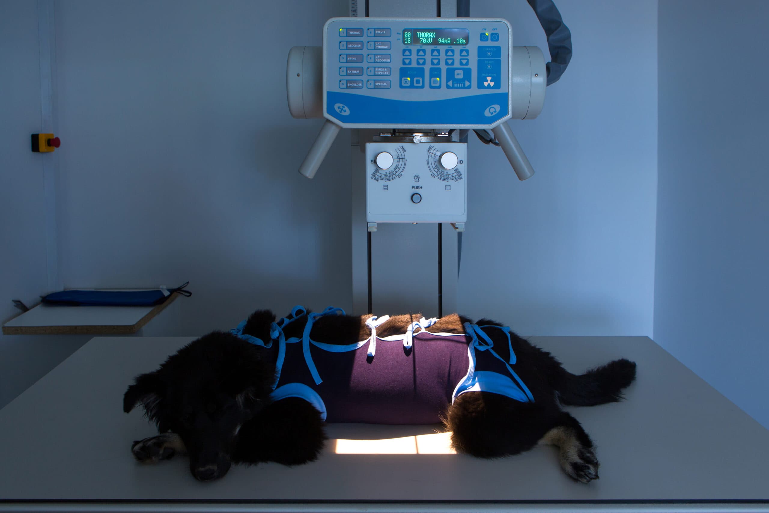 Vet Office Dog Ready For Xray