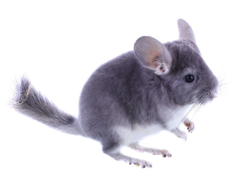 Violet ebonite chinchilla