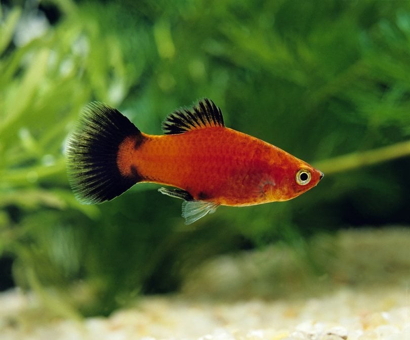 Wagtail Platy_slowmotiongli_shutterstock