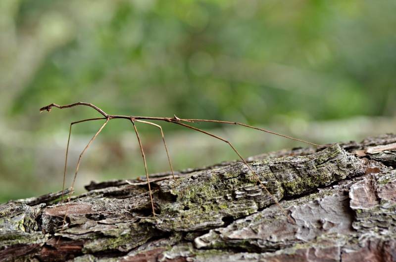 Walking Stick Insect camouflaged on tree trunk
