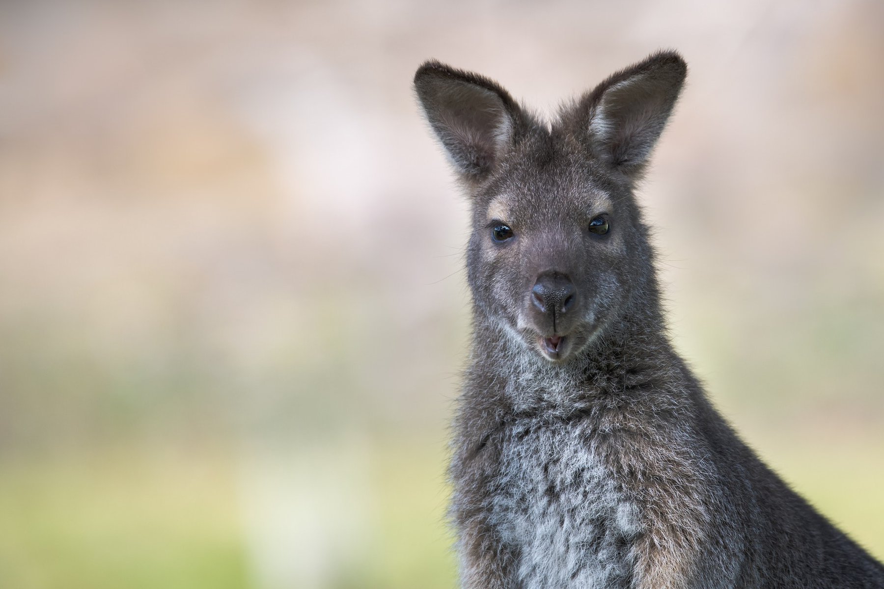 Wallabies side view_Pixabay